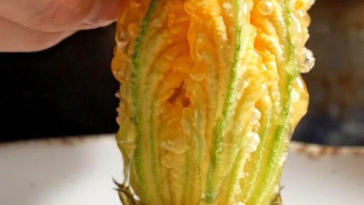 A close-up shot of a golden-fried zucchini blossom being pulled apart, revealing a creamy ricotta and mozzarella filling.