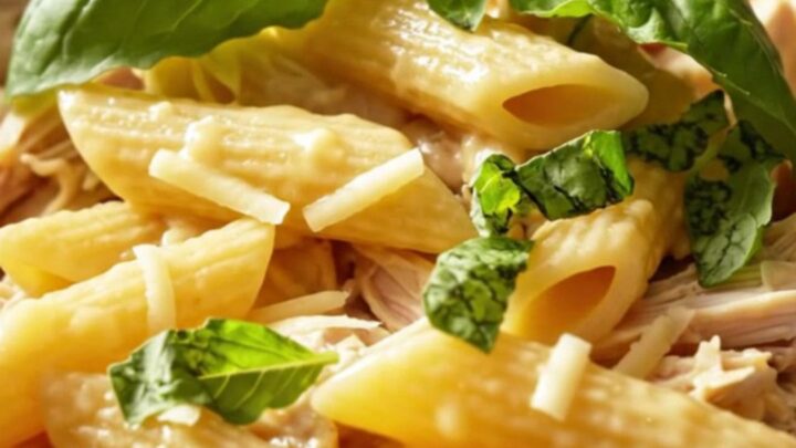 A close-up of creamy Asiago and roasted garlic chicken served over penne pasta with fresh basil.